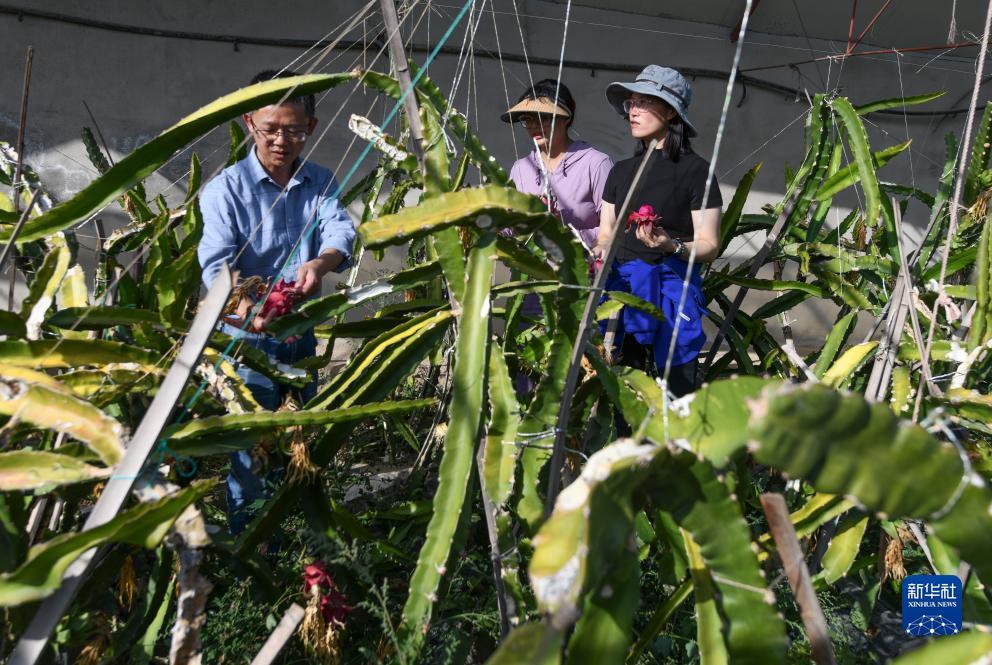 大连穷胡麻将电脑下载